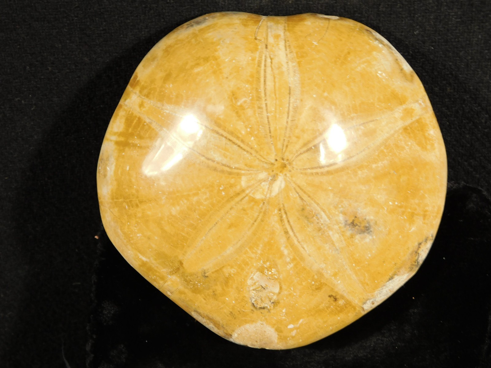 Big! Polished 150 Million Year Old! SAND DOLLAR Fossil Madagascar 194gr