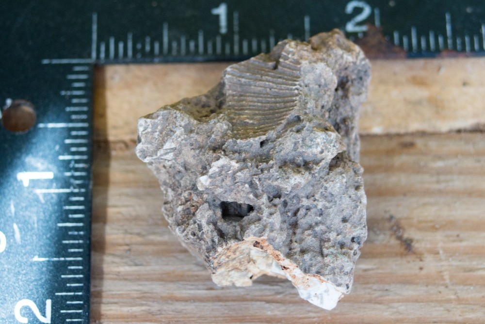 NE Oklahoma Fossil