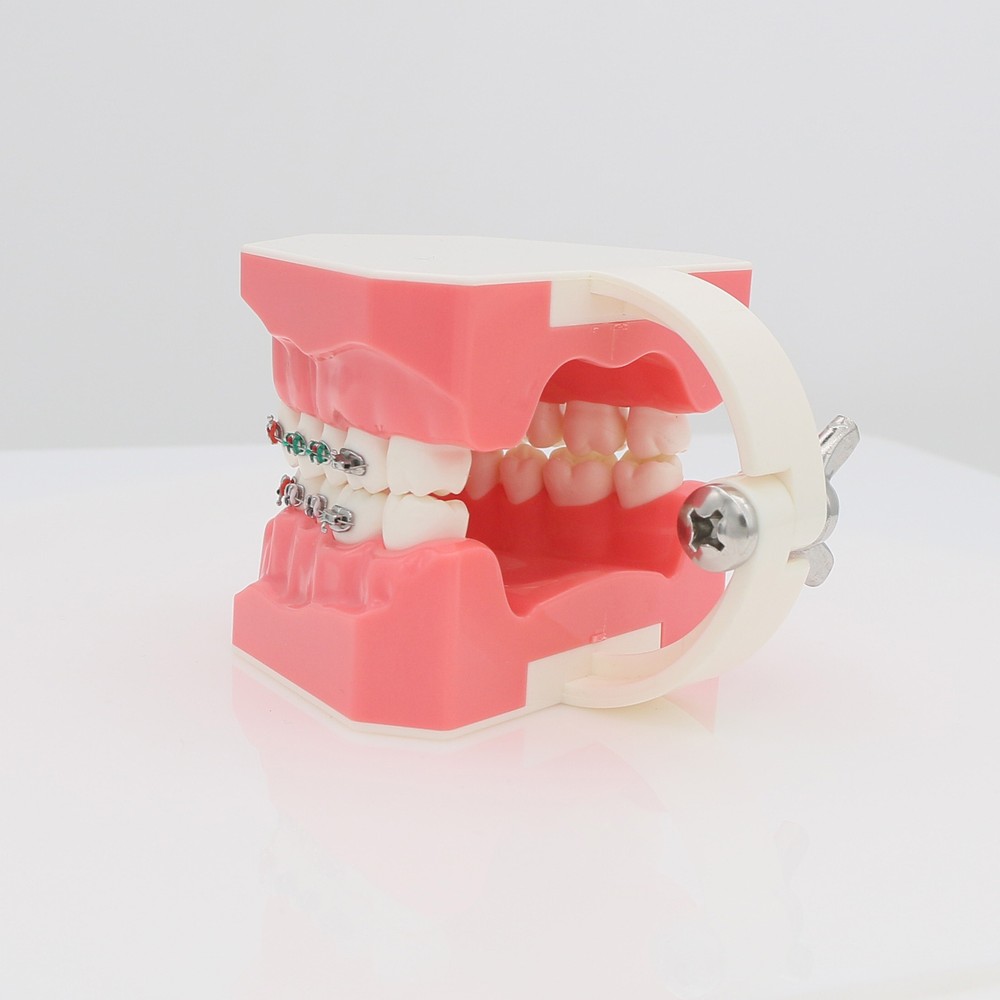 Dental Orthodontic Teeth Model Typodont Demonstration Model with Brackets