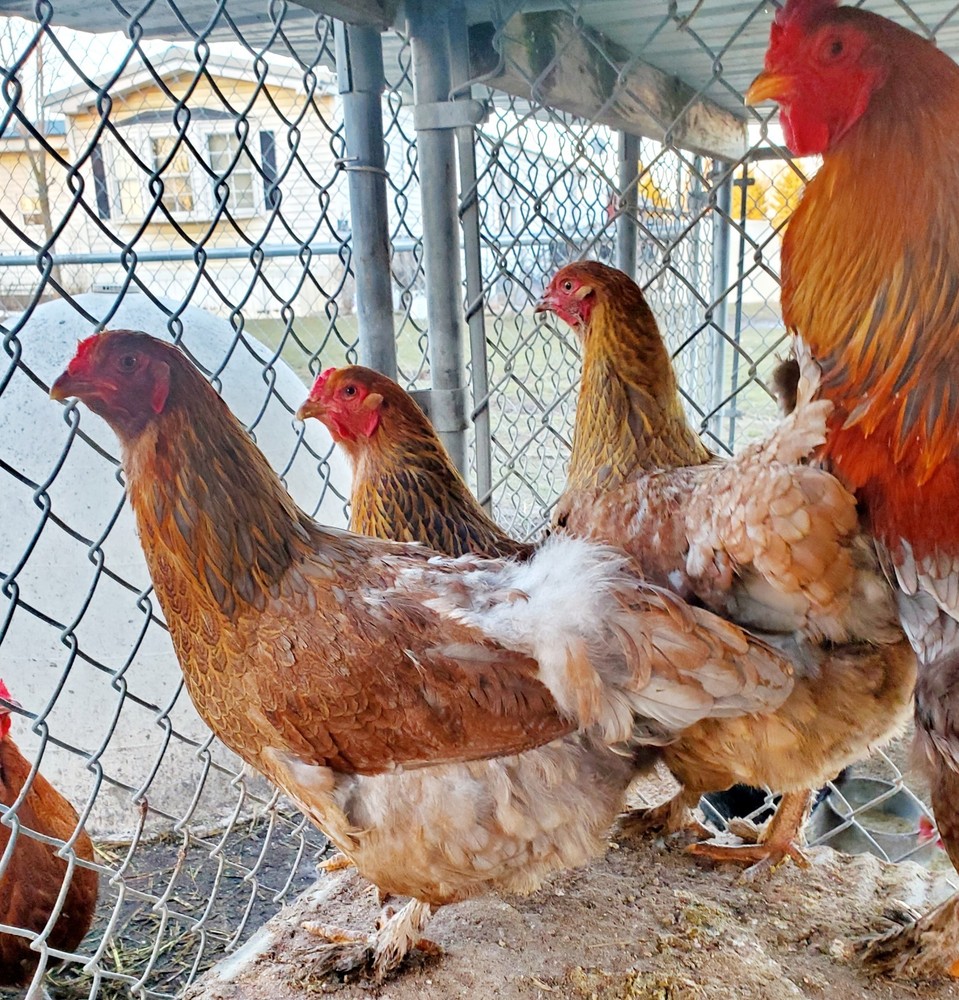 Blue Partridge Brahma Hatching Eggs 8+