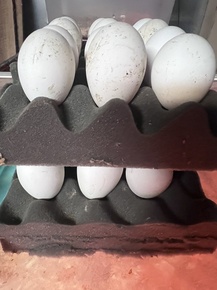 10++ Extra Candy Corn Polish Fertile Hatching Eggs