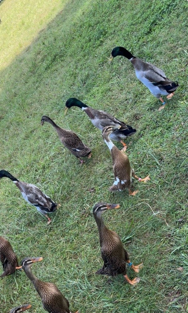 6++ Grey (Mallard) Indian Runner Duck Hatching Eggs