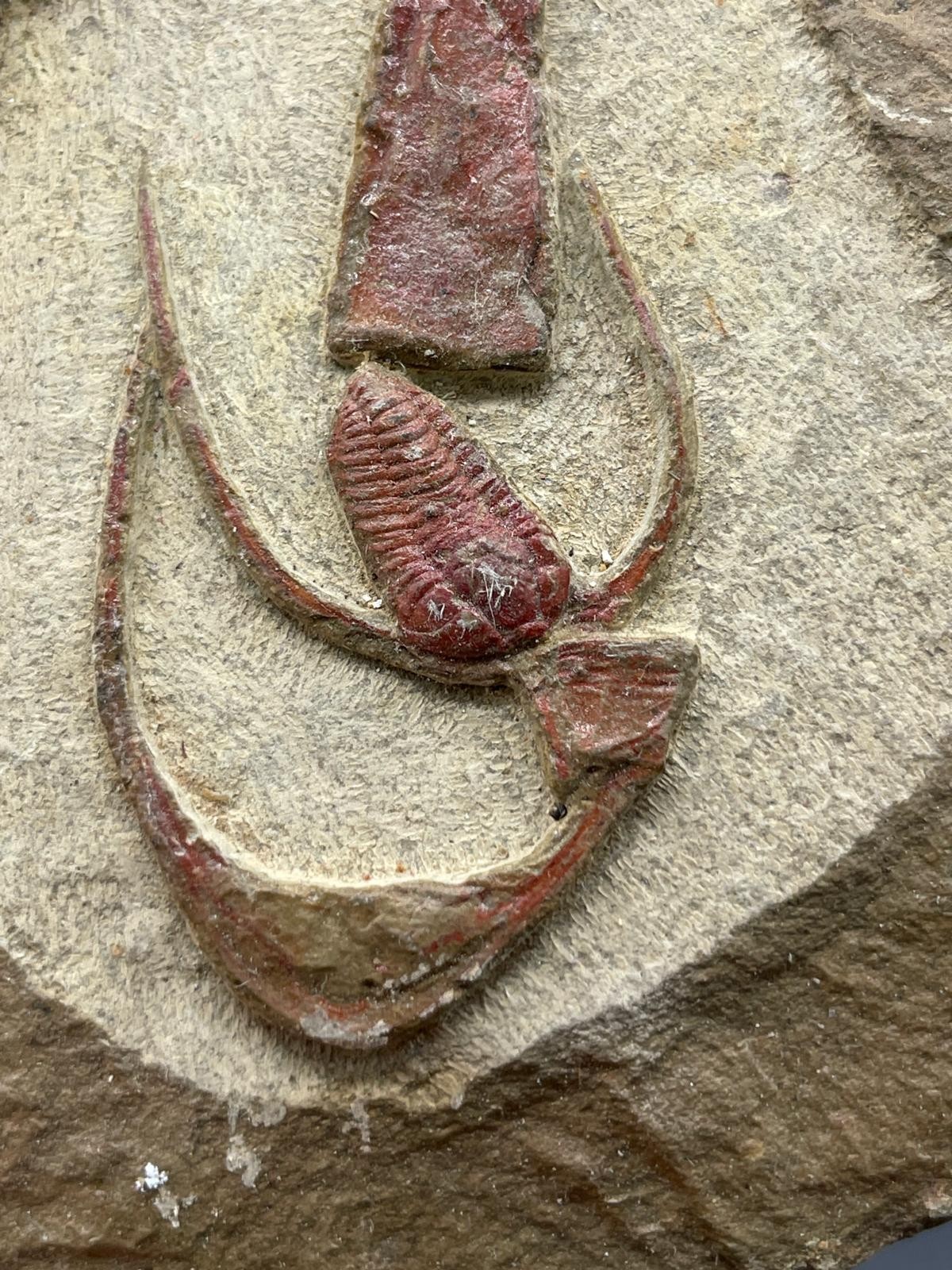 Rare Ordovician Life Plate: Euloma, Orthoceras & Ampyx Association