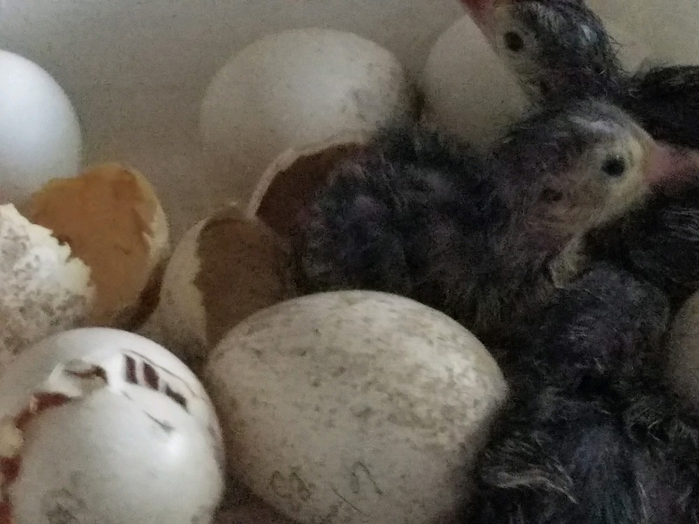 Osceola Turkey Hatching Eggs (One Dozen)