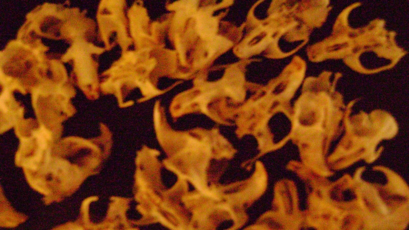 30 BROKEN RAT SKULLS real animal bones head skeleton taxidermy art crafts lot