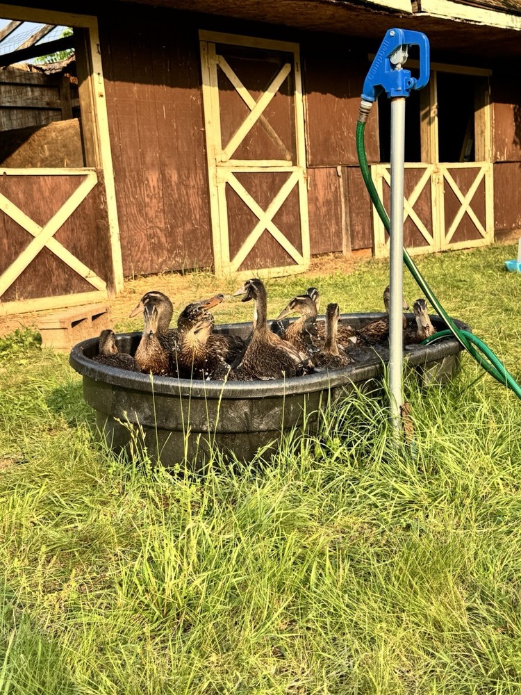 6++ Grey (Mallard) Indian Runner Duck Hatching Eggs