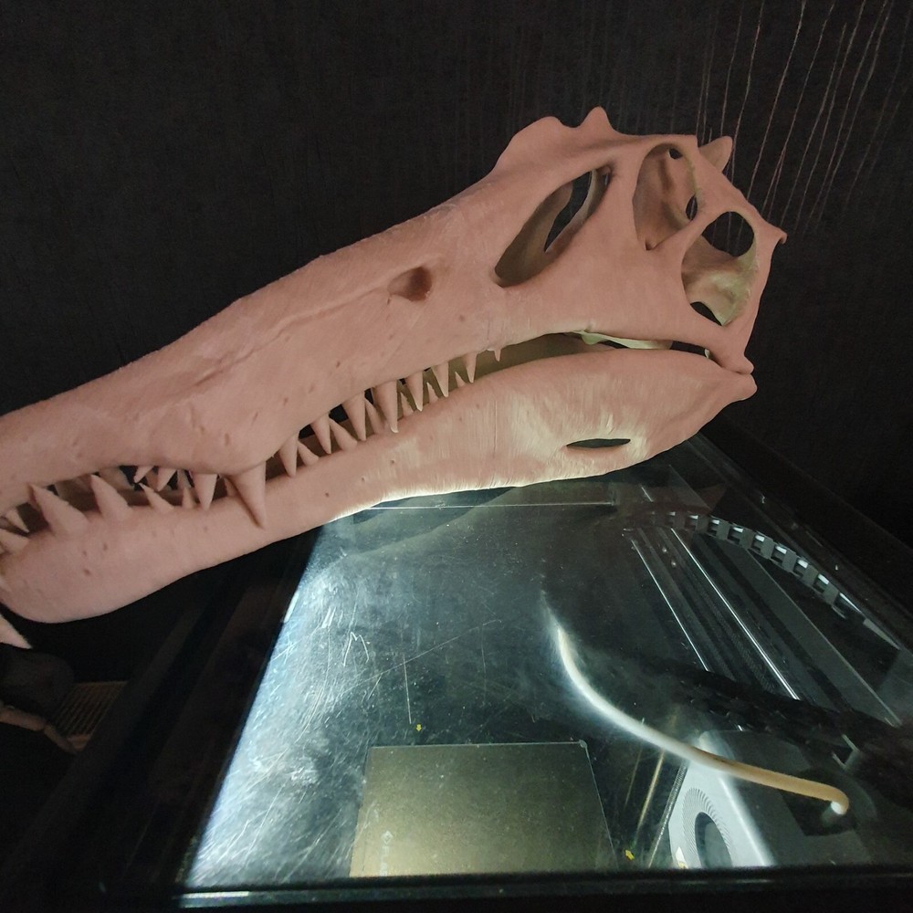 Spinosaurus Dinosaur Large Replica Skull