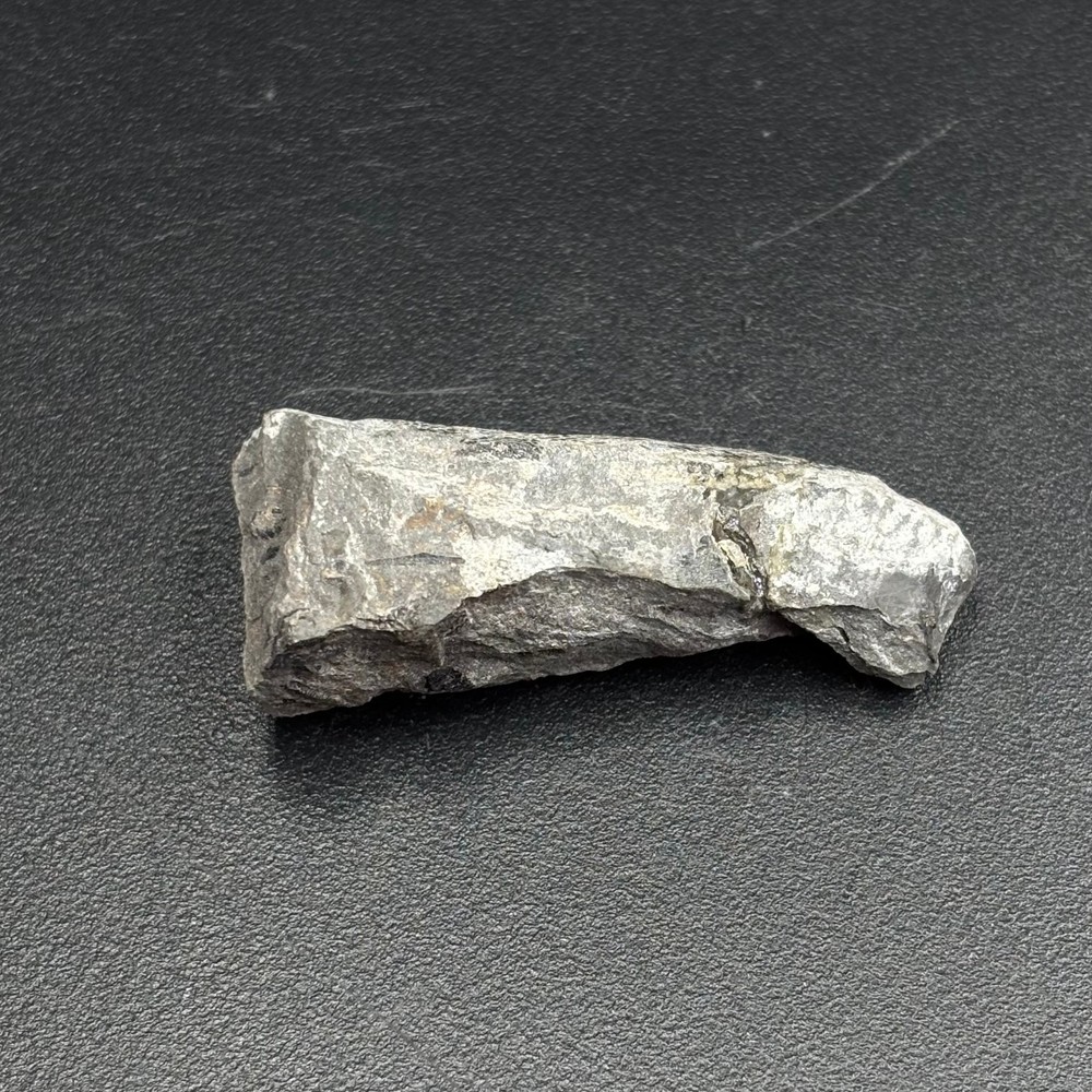 Drepanaspis sp caudal spines - Devonian Lochkovian Germany 5cm