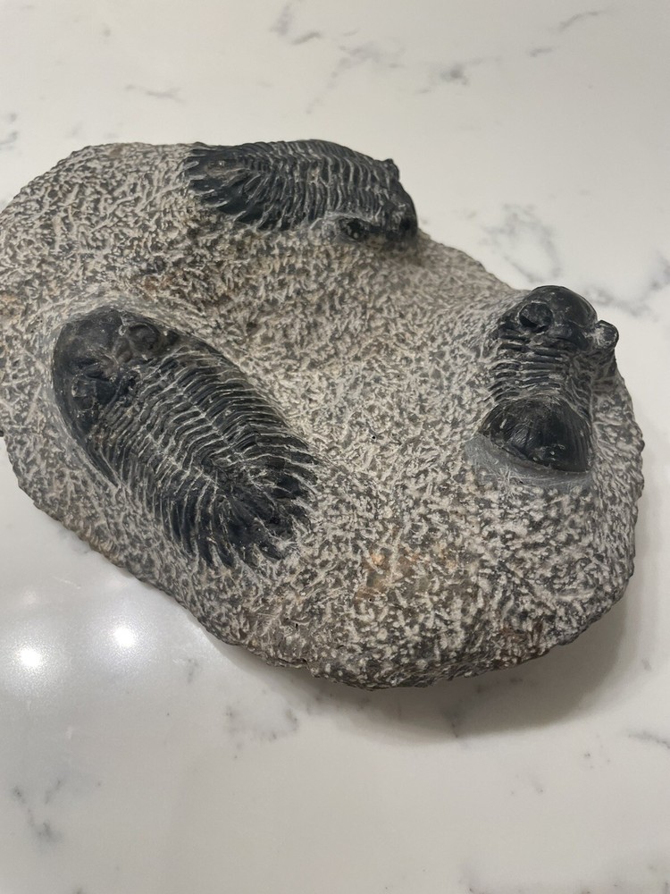3 Trilobite Fossils
