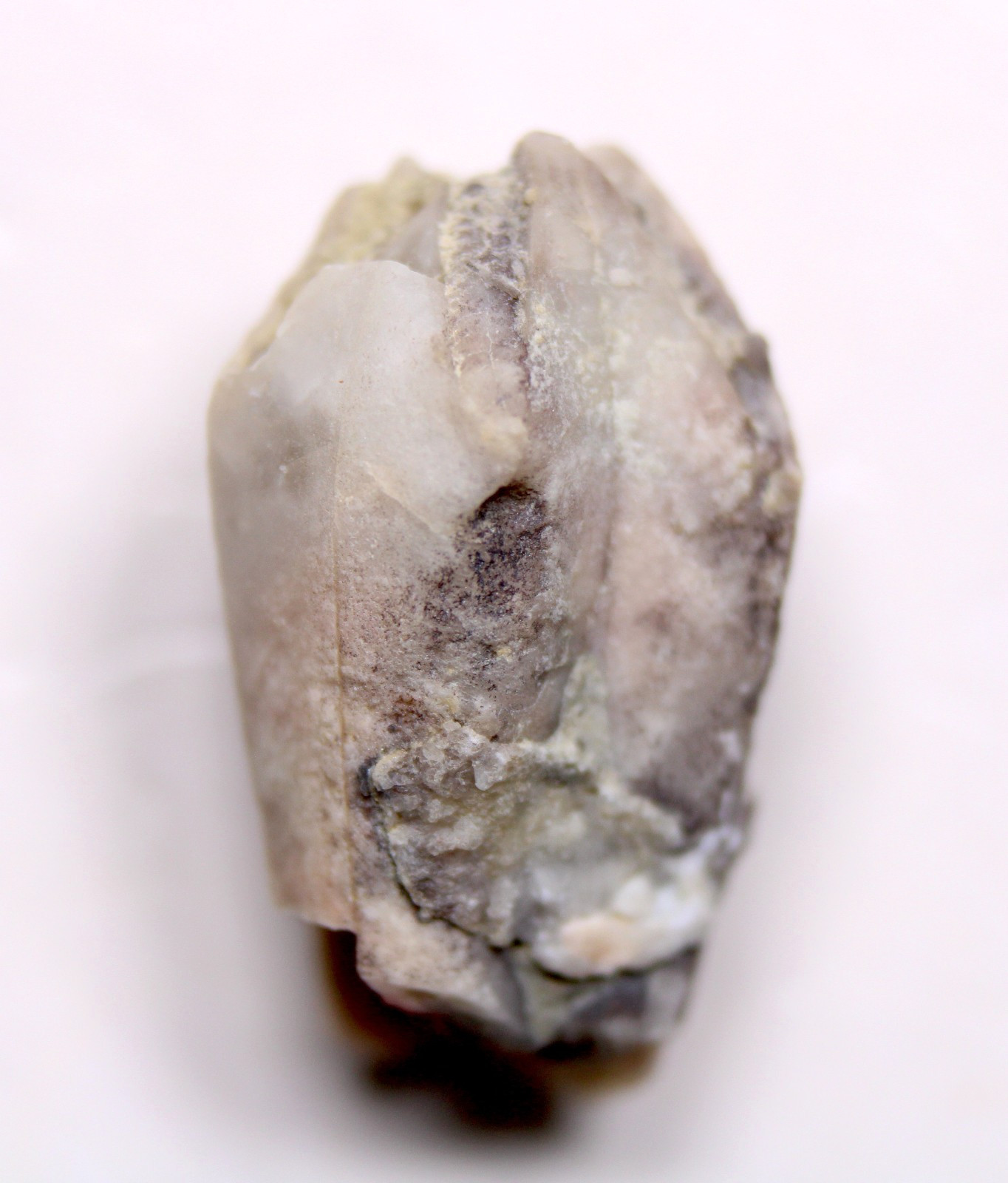 Troosticrinus reinwardti Blastoid Fossil Silurian Tennessee Brownsport Formation