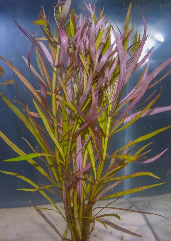 Stellatus Broadleaf (in 2" Pot)