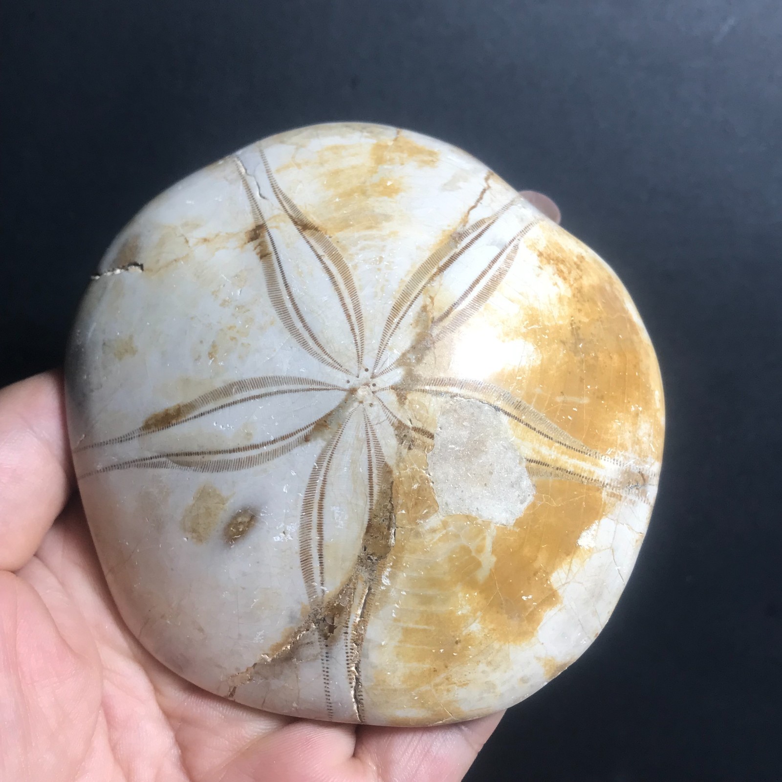 213g Starfish Crystal Specimen 09