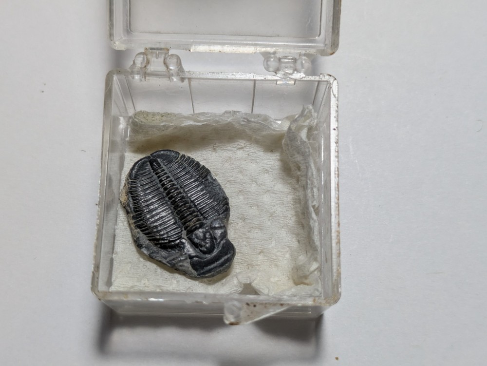 Fossilized Trilobite