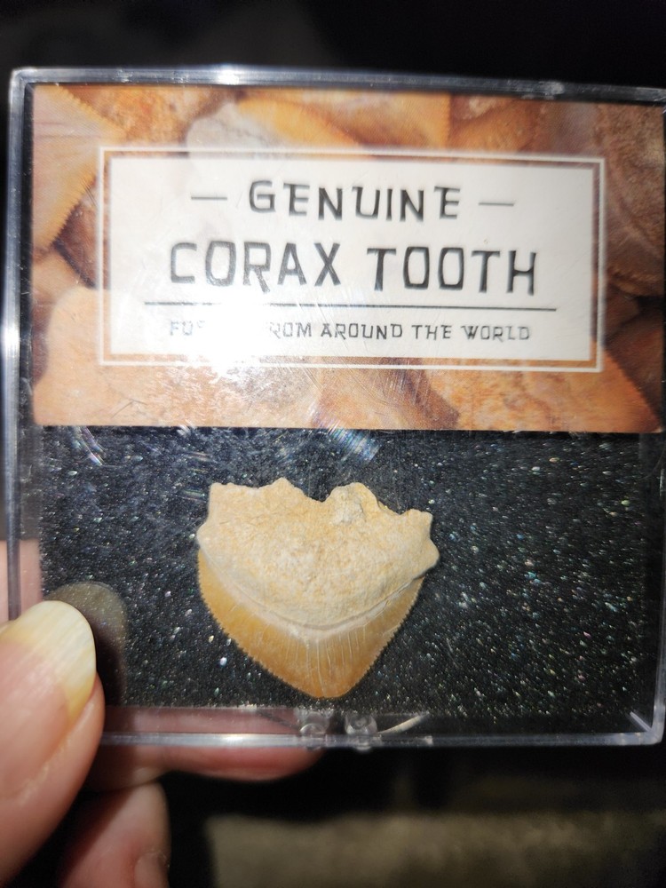 BEAUTIFUL CORAX TOOTH SPECIMEN E