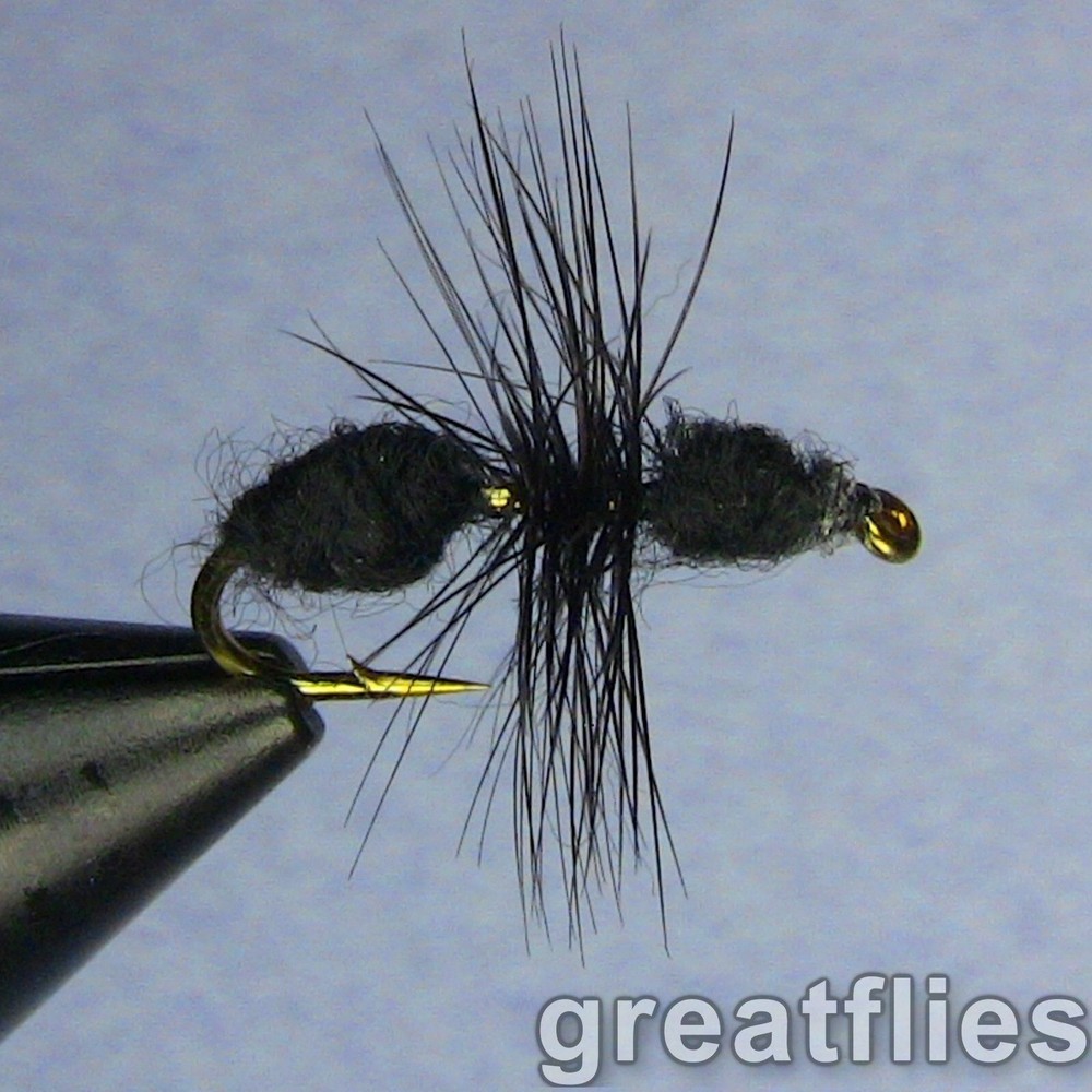 1 dozen (12) - Black Ant