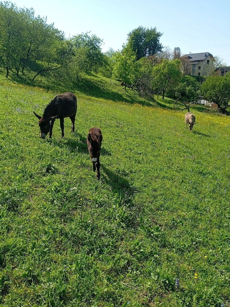Lucky donkey