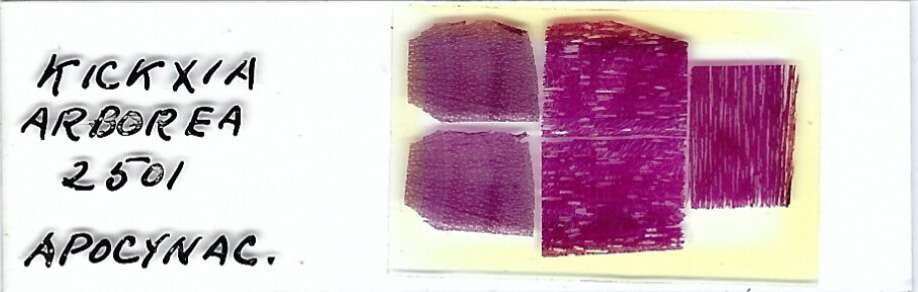 Kickxia arborea Microscope Slide