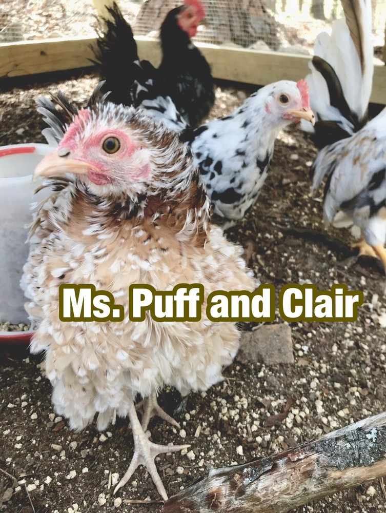 Serama Hatching Eggs 12+ Smooth, Frizzle