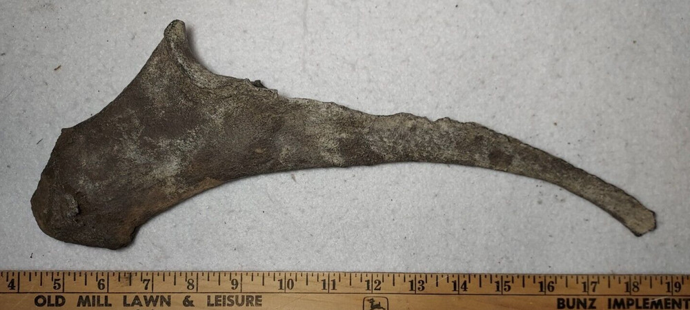 Ice Age Bison Ulna Bone Fossil