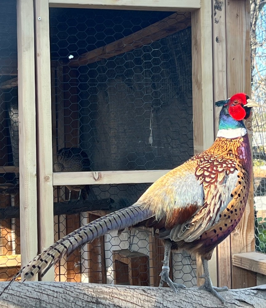 8 Pheasant hatching eggs - shipping now
