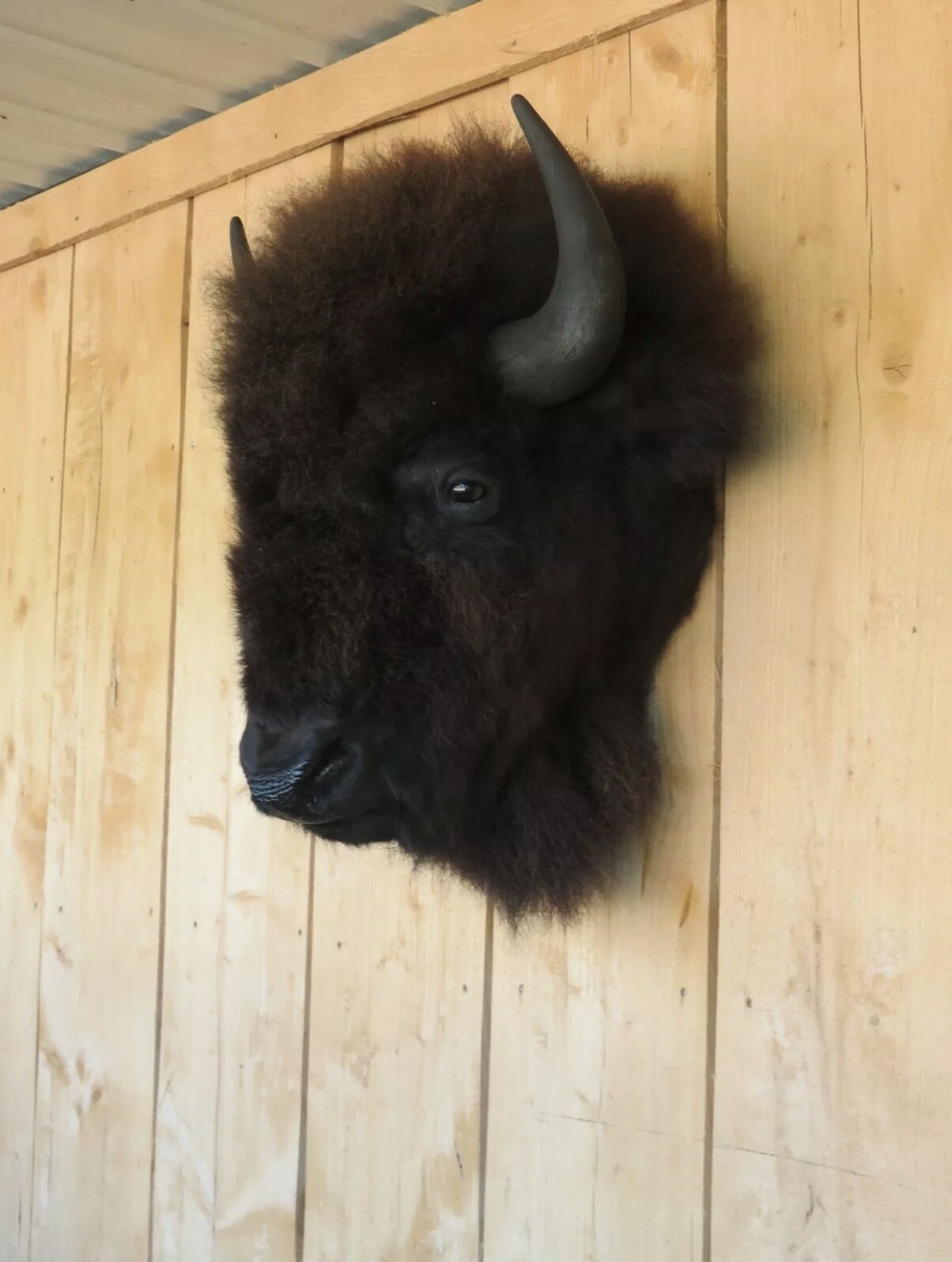 Real Buffalo / Bison Head Taxidermy Mount New Neck Mount
