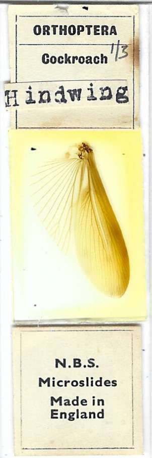 Cockroach Hindwing Microscope Slide by N.B.S.