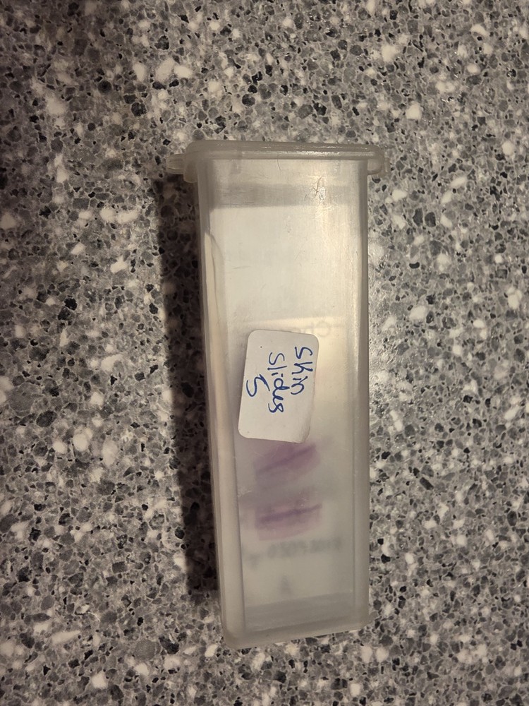 Pig Skin Microscope Samples