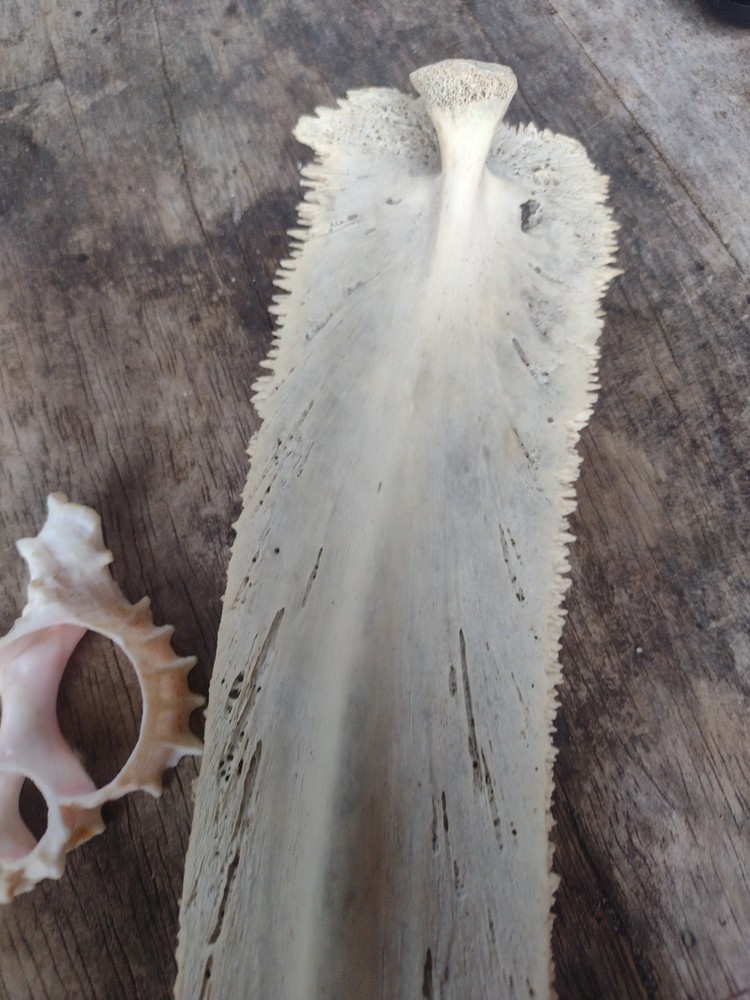 Turtle Bone