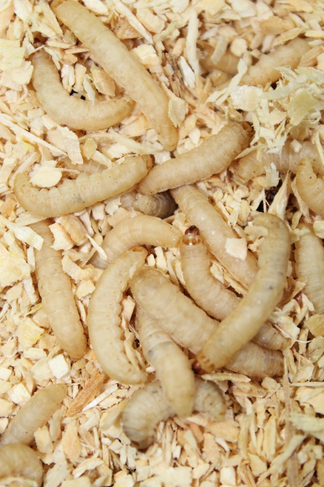 Waxworms
