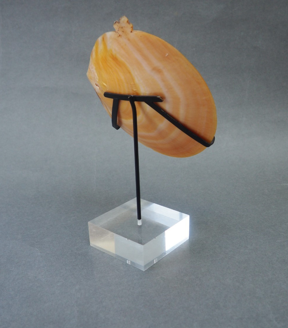 BEAUTIFUL OLD MOUNTED OCEANIC NEW BRITAIN PAPUA NEW GUINEA ARAWE CURRENCY SHELL