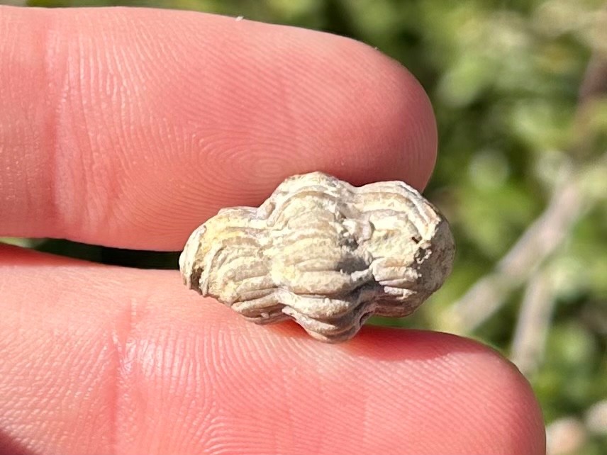 Oklahoma Fossil Trilobite Paciphacops campbelli Devonian Age Bug Enrolled