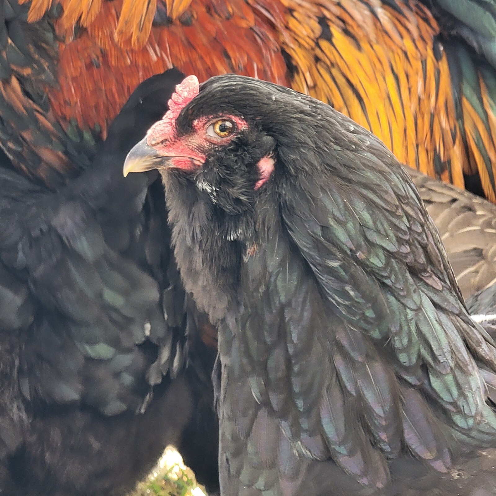 5+ F2 - F4 Olive Egger Hatching Eggs | Fast Free Shipping | TN NPIP CERTIFIED