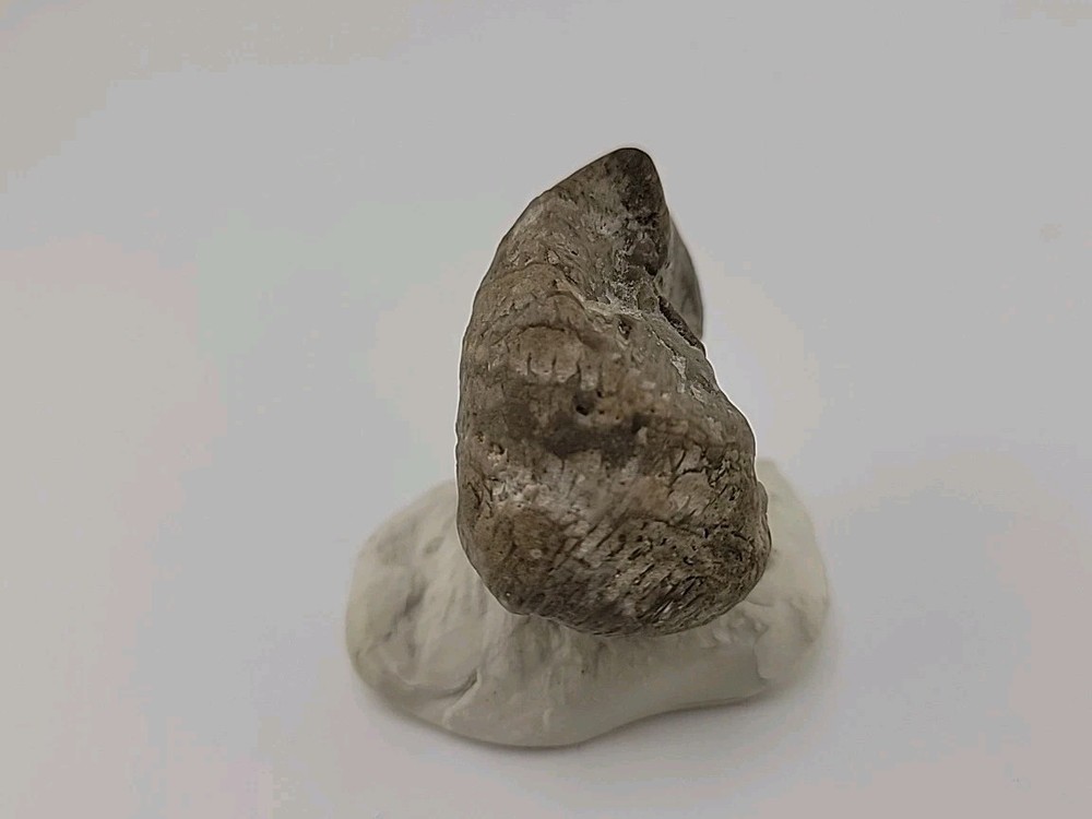 Egg Fossil Permineralized