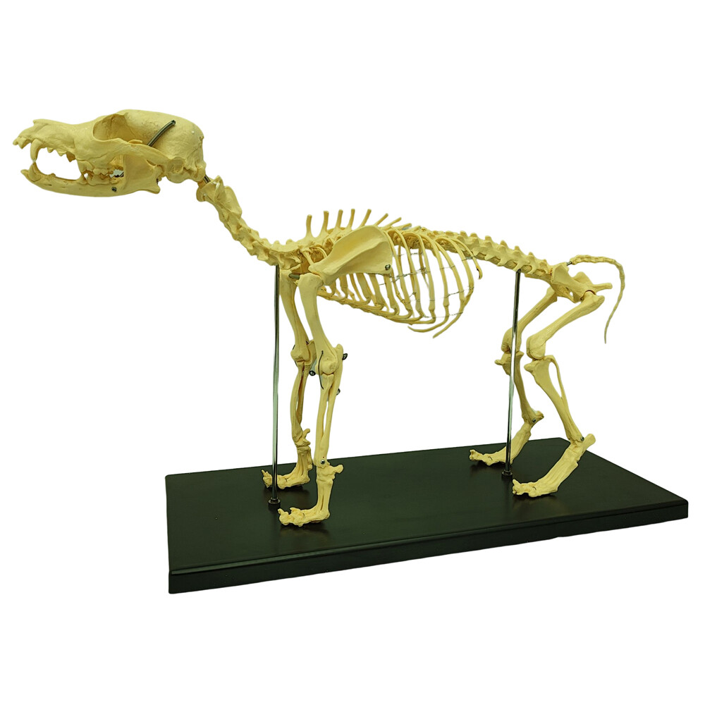 Canine Skeleton model Standard Size Dog Display Lab Study Veterinary Teaching