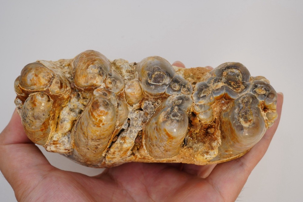 Platybelodon tooth
