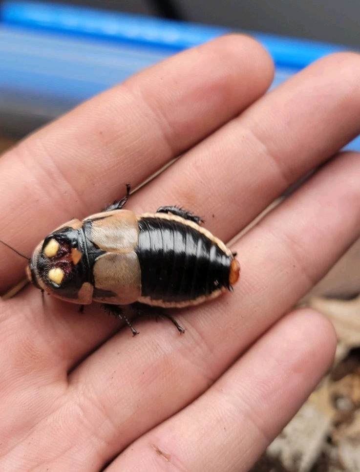 Glowspot Roach (Lucihormetica subcincta) 10 Ct