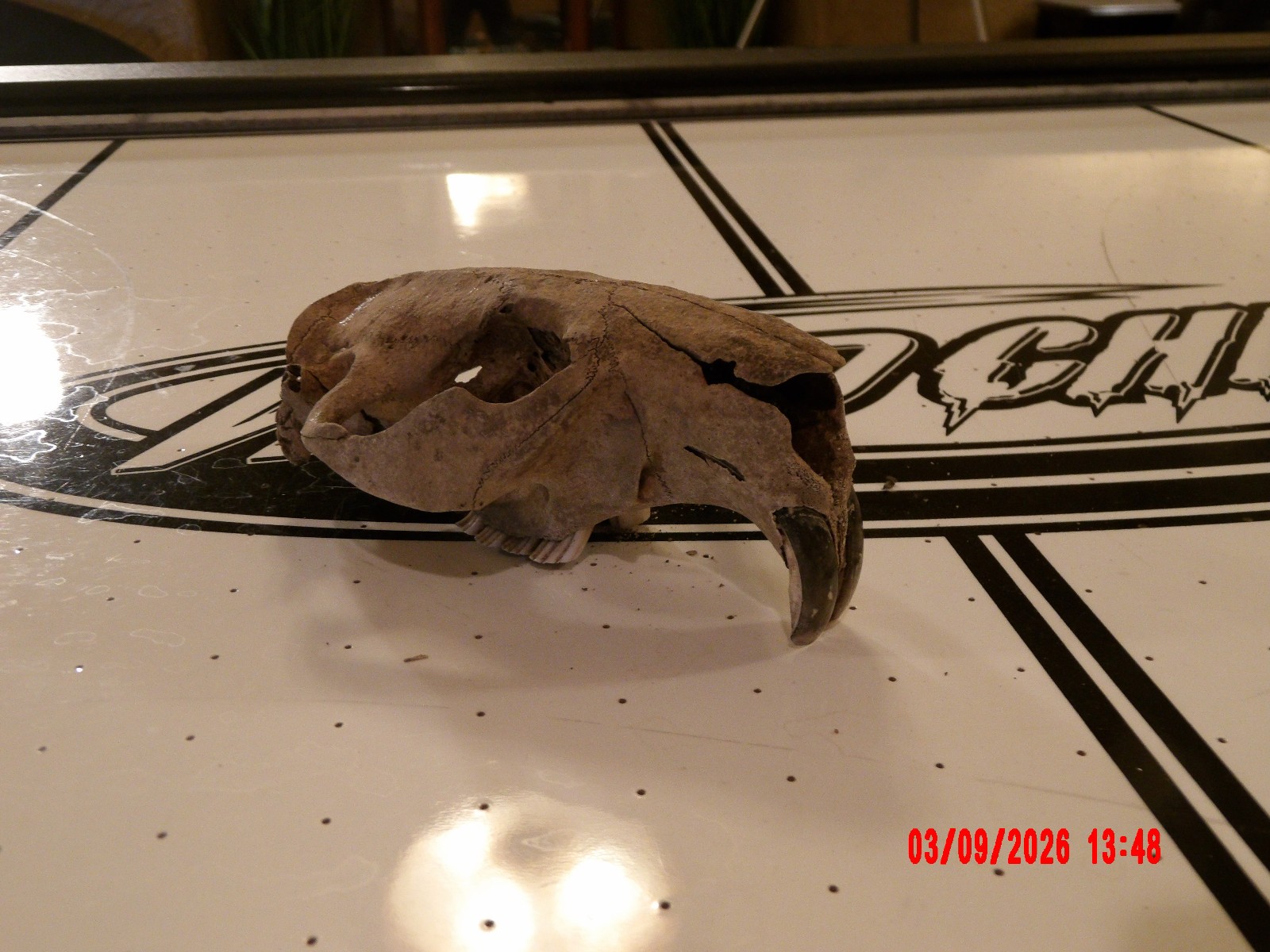 HISTORIC BEAVER SKULL RIVER FIND TEETH BONE JAW SKELETON