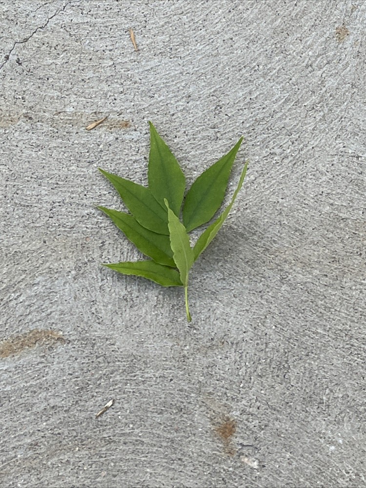 Leaf