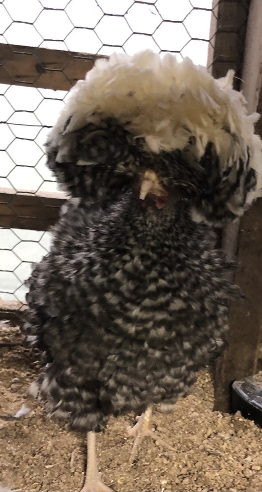 Polish Frizzle Hatching Eggs 15+ NPIP