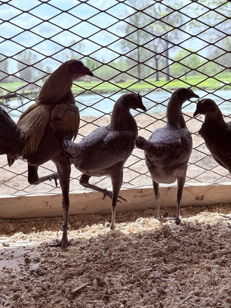 6 + Lemon Blue Modern Game Bantam Hatching Eggs
