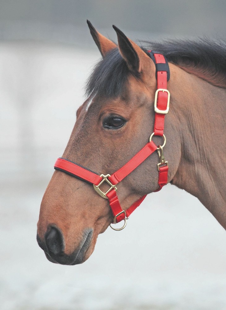 Topaz Leather Breakaway Nylon Headcollar