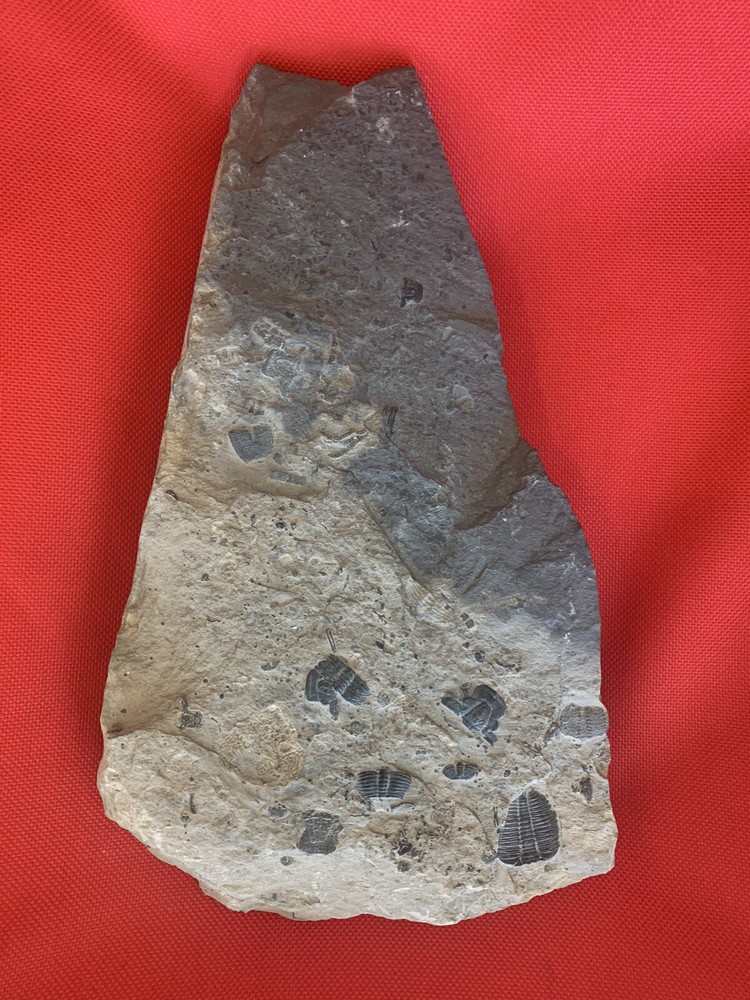 trilobite fossil