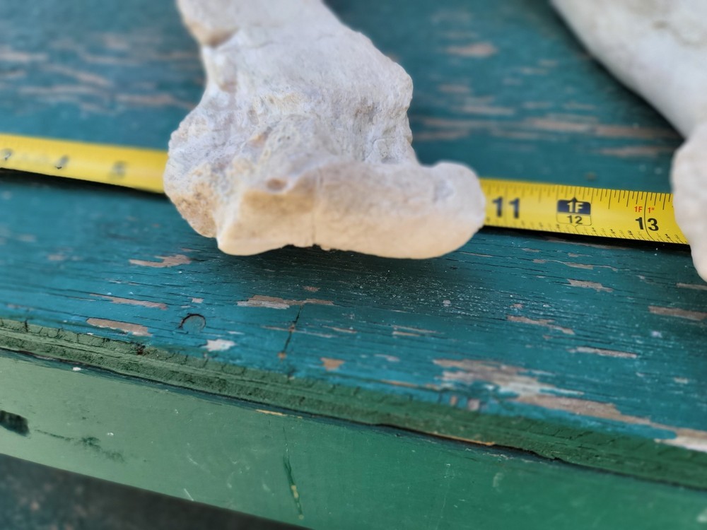 Titanothere Brontothere matched Radius and Ulna large leg bones complete example