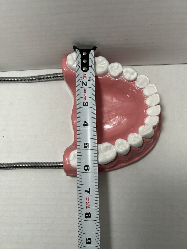 Teeth Dental Teaching Articulating Large Jaw