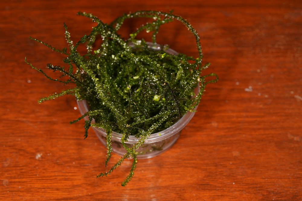 live Java Moss 2 oz. cup, grown in indoor aquaria