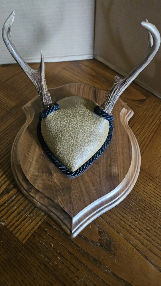 Mounted Deer Antlers 6 Point