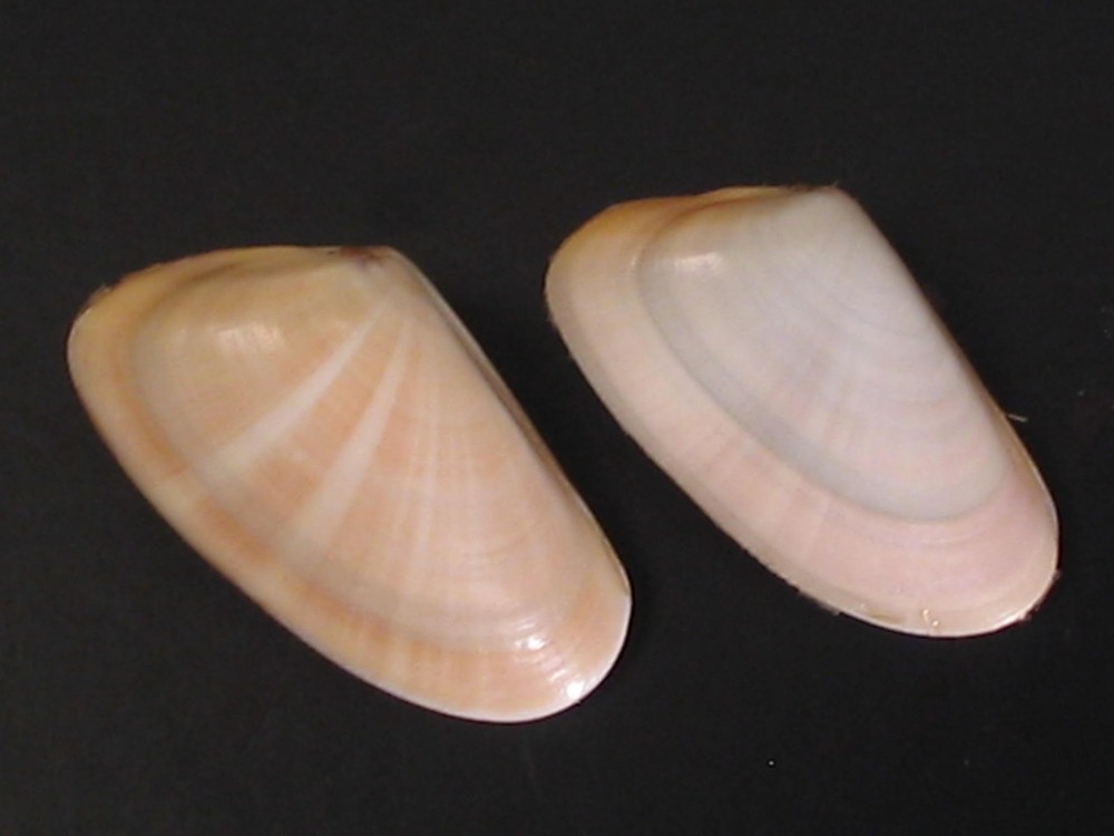 Very Cool...DONAX TRUNCULUS~2pc~Cyprus SEASHELL