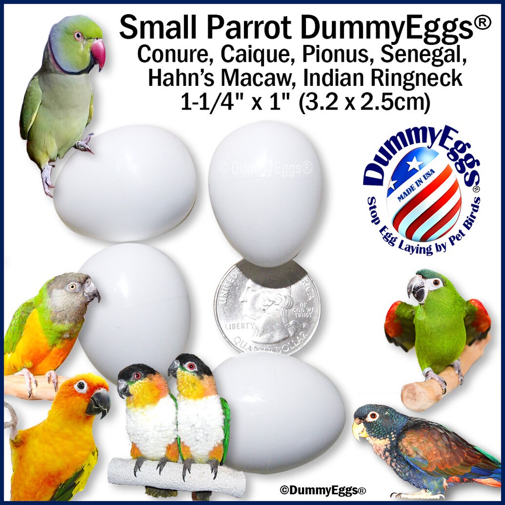 PLASTIC SMALL PARROT EGGS STOP LAYING! Conure, Caique. 4 Solid DummyEggs USA