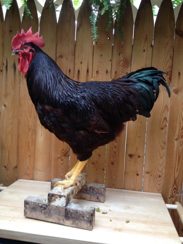 RHODE ISLAND RED 100% PURE TYPE (  12  ) HATCHING EGGS