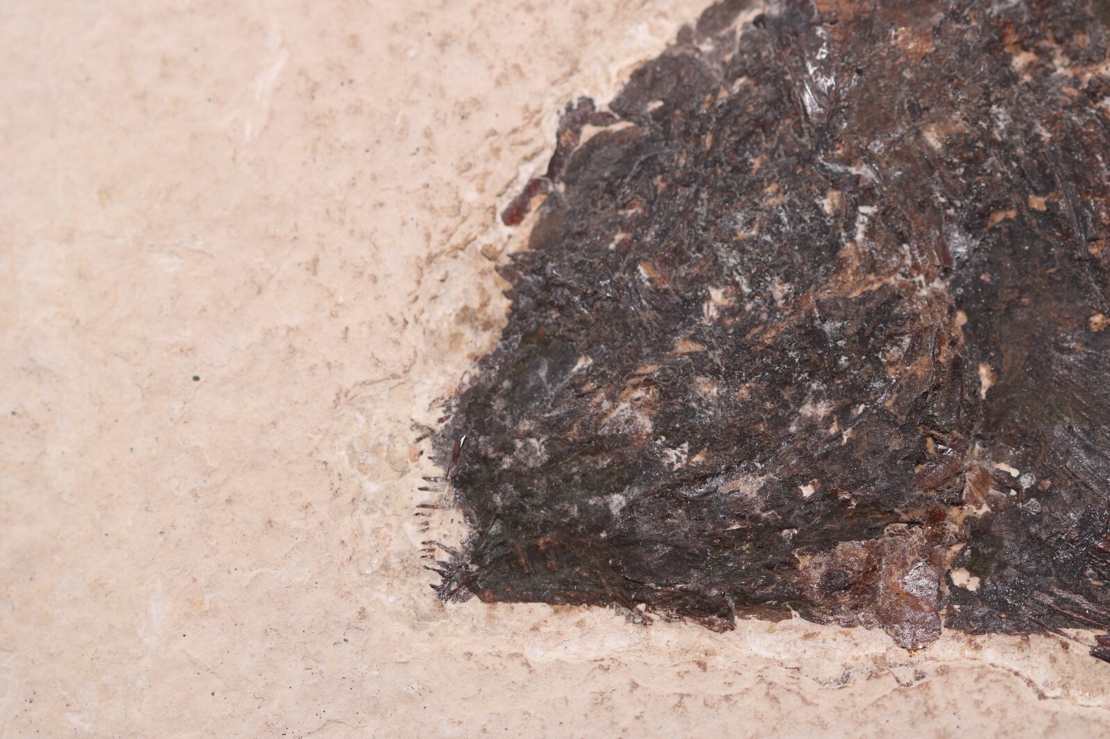 Bargain Phareodus Fossil Fish Fossil Lake Green River Fm Wyoming WY COA 11772